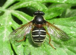 Attēlu rezultāti vaicājumam “Sericomyia lappona”