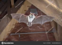 Attēlu rezultāti vaicājumam “Myotis nattereri”