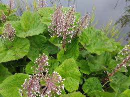 Image result for Petasites officinalis