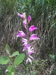 Attēlu rezultāti vaicājumam “Cephalanthera rubra”
