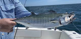 Image result for Sarda sarda