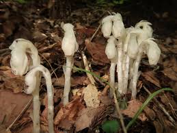 Image result for ギンリョウソウ