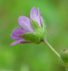 Attēlu rezultāti vaicājumam “Geranium molle flower”