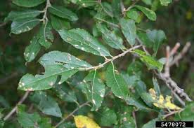 Attēlu rezultāti vaicājumam “Salix cinerea leaf”