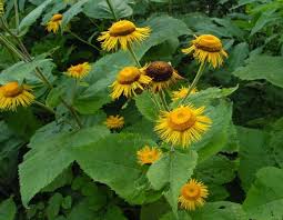 Attēlu rezultāti vaicājumam “Telekia speciosa leaf”