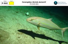 Image result for Seriola dumerili
