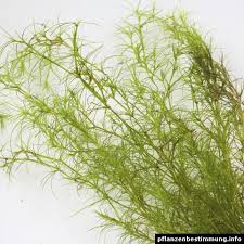 Attēlu rezultāti vaicājumam “Najas tenuissima leaf”