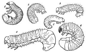 Attēlu rezultāti vaicājumam “Aphodius sp. imago”