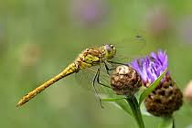 Attēlu rezultāti vaicājumam “Sympetrum vulgatum female”