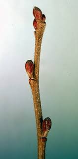 Attēlu rezultāti vaicājumam “Alnus incana bud”