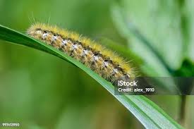 Attēlu rezultāti vaicājumam “Rhyparia purpurata”