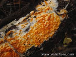 Attēlu rezultāti vaicājumam “Peniophora laurentii”