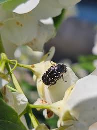 Attēlu rezultāti vaicājumam “Oxythyrea funesta”