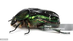 Attēlu rezultāti vaicājumam “Cetonia aurata”