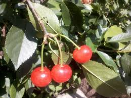 Attēlu rezultāti vaicājumam “Cerasus”