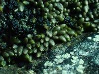 Attēlu rezultāti vaicājumam “Trilophozia quinquedentata”