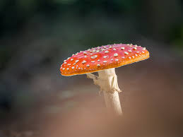 Image result for vliegenzwam