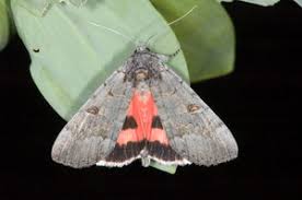 Attēlu rezultāti vaicājumam “Catocala pacta”