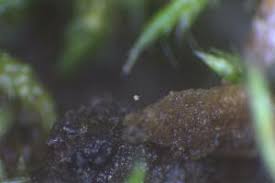 Attēlu rezultāti vaicājumam “Cribraria rubiginosa”