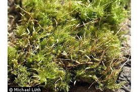 Attēlu rezultāti vaicājumam “Hypnum pallescens”