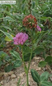 Attēlu rezultāti vaicājumam “Trifolium montanum fruit”