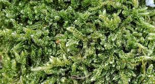 Attēlu rezultāti vaicājumam “Anastrophyllum minutum”