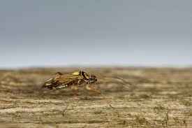 Attēlu rezultāti vaicājumam “Rhabdomiris striatellus”