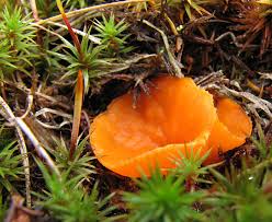 Attēlu rezultāti vaicājumam “Octospora splachnophila spores”