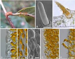 Attēlu rezultāti vaicājumam “Eocronartium muscicola”
