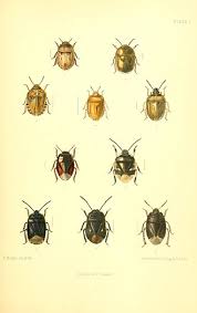 Attēlu rezultāti vaicājumam “Adomerus biguttatus”