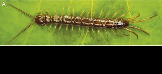 Attēlu rezultāti vaicājumam “Lithobius forficatus”