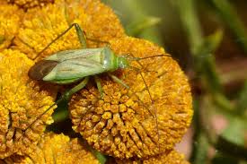 Attēlu rezultāti vaicājumam “Adelphocoris quadripunctatus imago”