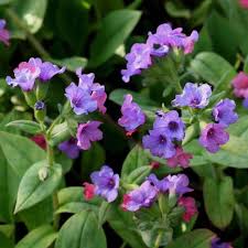 Image result for Pulmonaria officinalis
