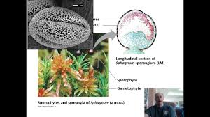 Attēlu rezultāti vaicājumam “Seligeria campylopoda sporophyte”