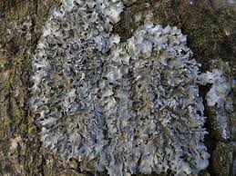 Attēlu rezultāti vaicājumam “Pleurosticta acetabulum”