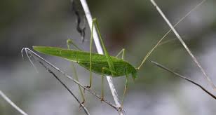 Attēlu rezultāti vaicājumam “Phaneroptera falcata”