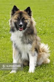 Attēlu rezultāti vaicājumam “Canis lupus familiaris”