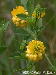Attēlu rezultāti vaicājumam “Trifolium aureum leaf”