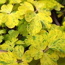 Attēlu rezultāti vaicājumam “Aquilegia vulgaris leaf”