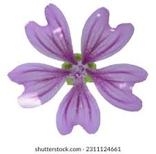 Image result for Malve