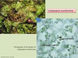 Attēlu rezultāti vaicājumam “Nardia scalaris cells”