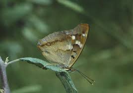 Attēlu rezultāti vaicājumam “Apatura ilia”