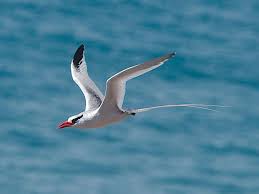 Image result for Phaethon aethereus