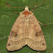 Attēlu rezultāti vaicājumam “Xestia baja”