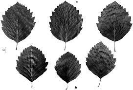 Attēlu rezultāti vaicājumam “Leiocolea collaris”