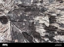 Attēlu rezultāti vaicājumam “Lymantria monacha imago”