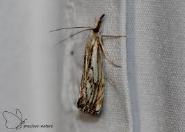 Attēlu rezultāti vaicājumam “Catoptria verellus”