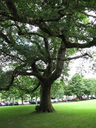 Attēlu rezultāti vaicājumam “Diderma cinereum sessile”