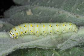 Attēlu rezultāti vaicājumam “Cucullia verbasci larva”