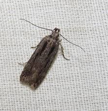 Attēlu rezultāti vaicājumam “Depressariidae”